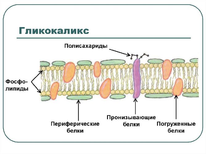 Строение клеточной мембраны