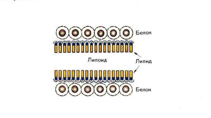 Строение клеточной мембраны