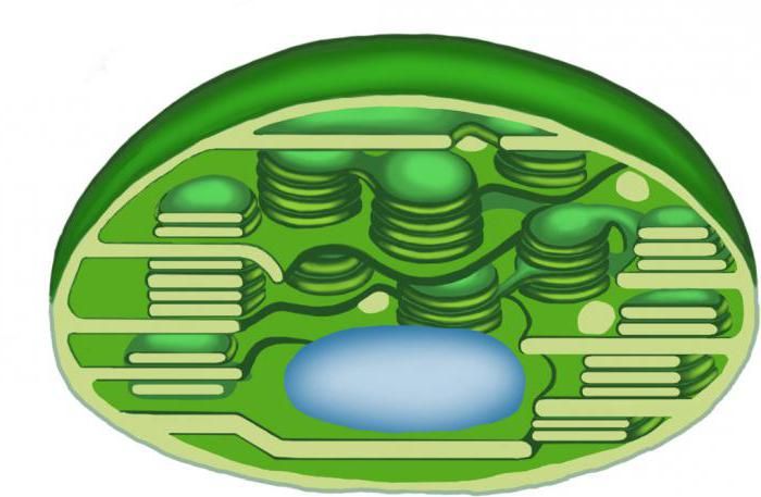 Строение митохондрии