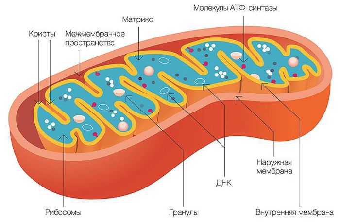 Строение митохондрии