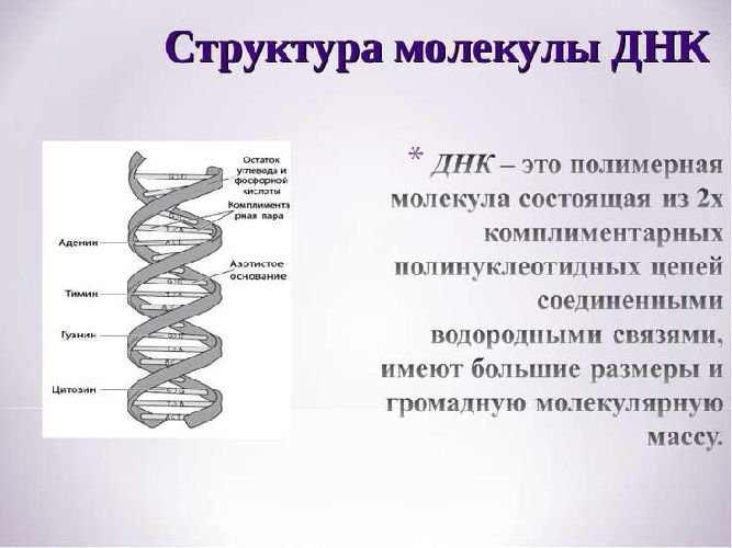 Строение молекулы