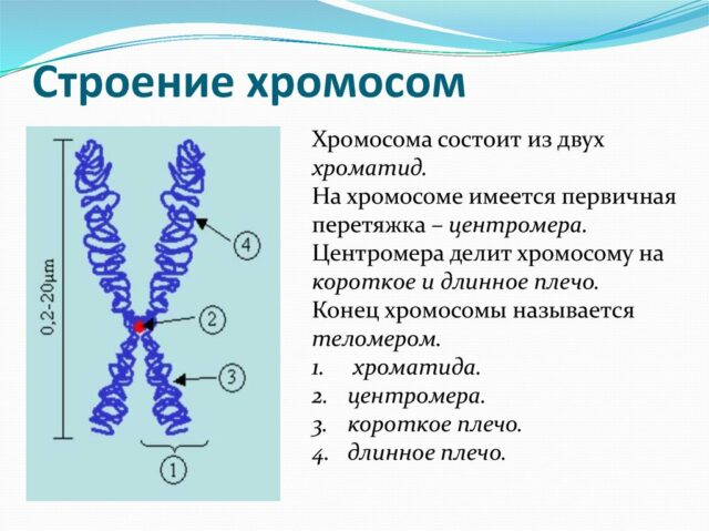 Строение половых клеток