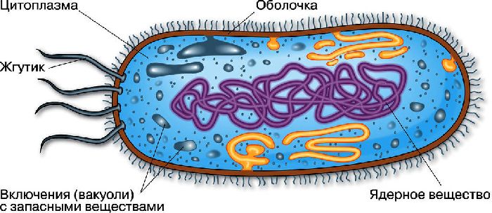 Строение прокариотической клетки