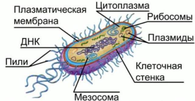 Строение прокариотической клетки