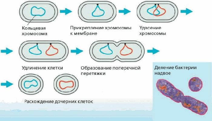 Строение прокариотической клетки