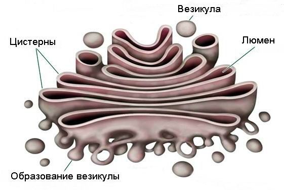 Строение растительной клетки