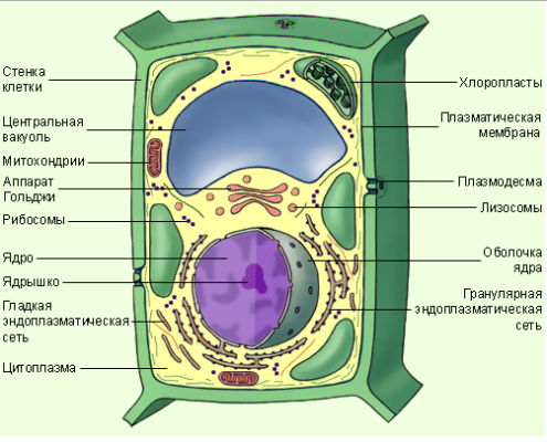 Строение растительной клетки