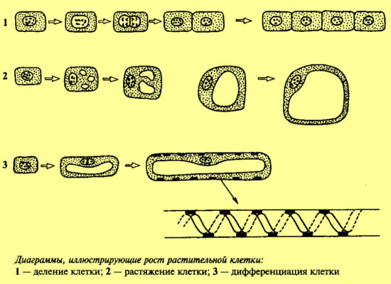 Строение растительной клетки