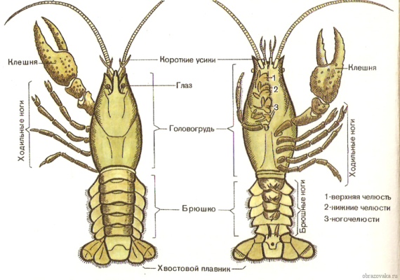 Строение речного рака – внешнее и внутреннее