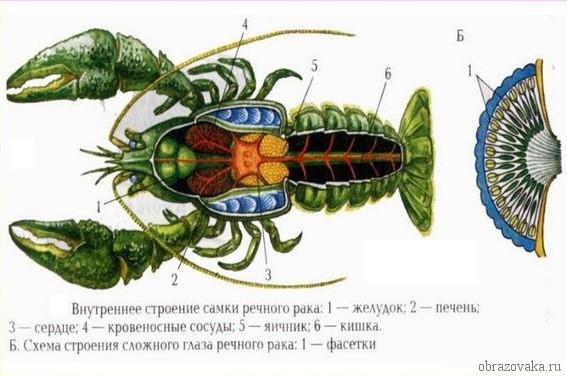 Строение речного рака – внешнее и внутреннее