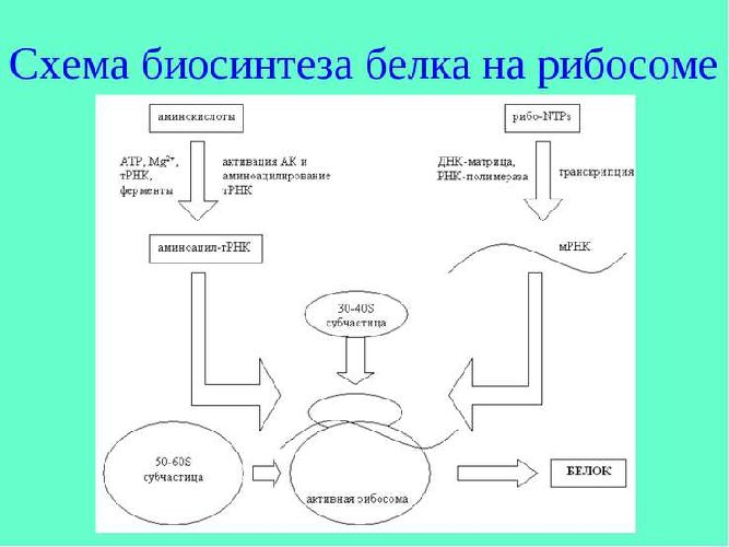 Строение рибосомы