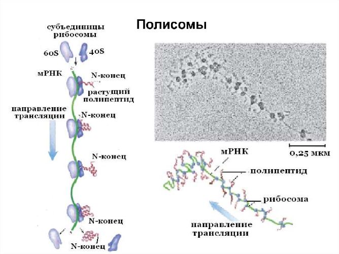 Строение рибосомы