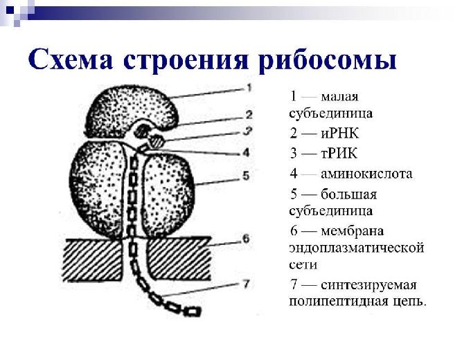 Строение рибосомы