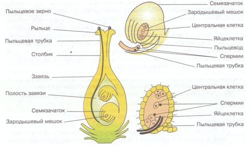 Строение семени