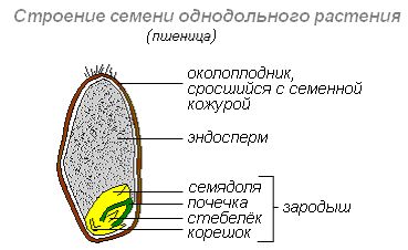 Строение семени