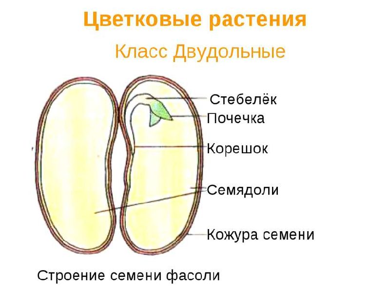 Строение семени