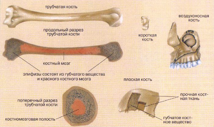 Строение скелета человека