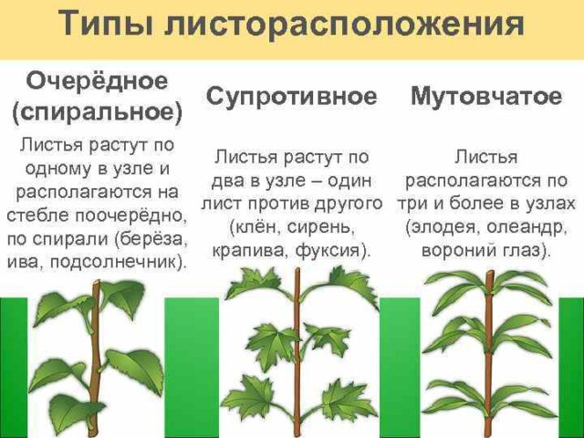 Супротивное листорасположение