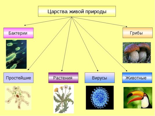 Свойства живых организмов (5 класс)