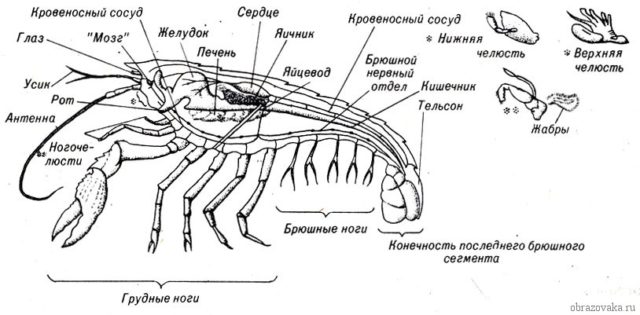 Таблица “Членистоногие”