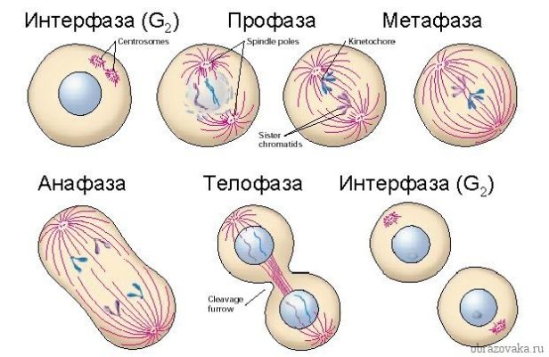 Таблица “Фазы митоза”