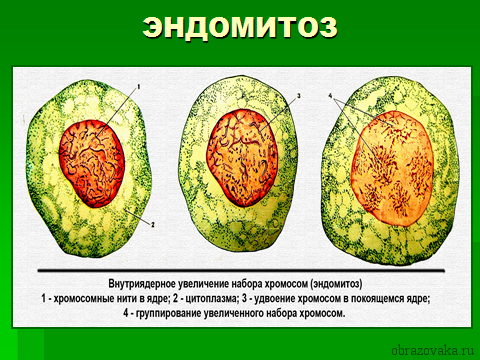 Таблица “Фазы митоза”