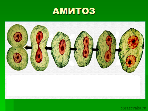 Таблица “Фазы митоза”