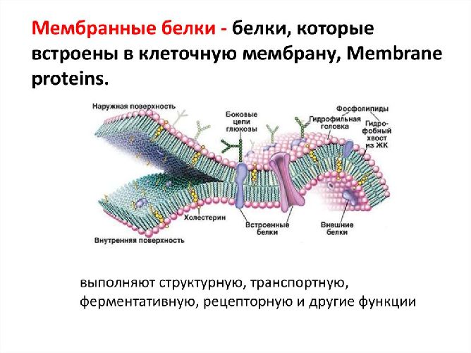 Таблица “Функции белков”