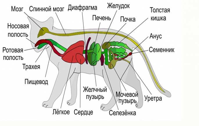 Таблица “Строение млекопитающих”