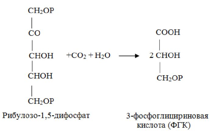 Темновая фаза фотосинтеза
