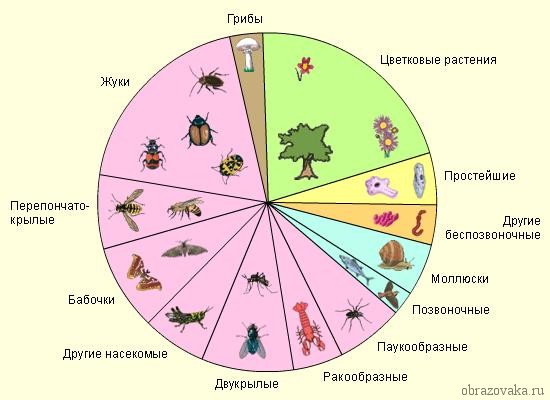 Тип «Членистоногие»