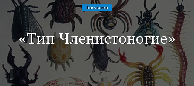 Тип «Членистоногие»