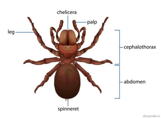 Тип Членистоногие: пауки