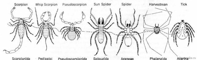 Тип Членистоногие: пауки