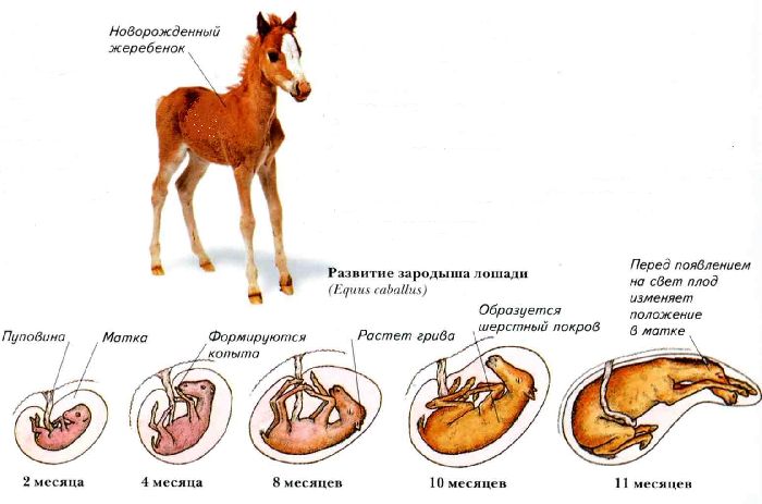 Тип Хордовые