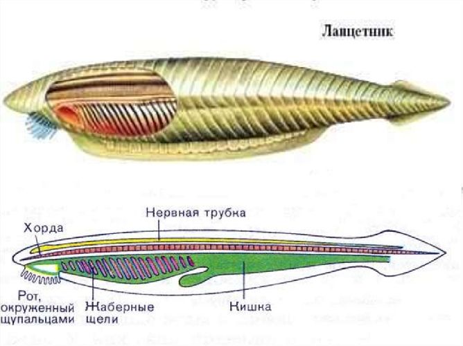 Тип Хордовые