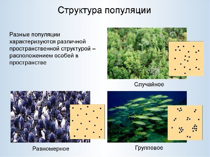 Типы распределения популяций