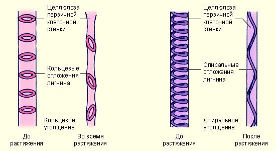 Ткани растений