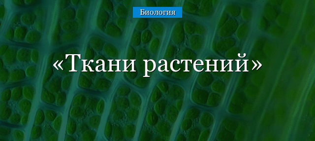 Ткани растений