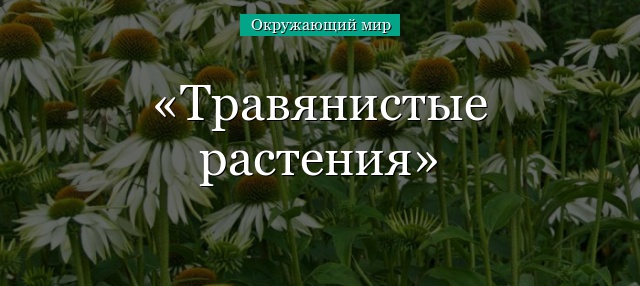 Травянистые растения