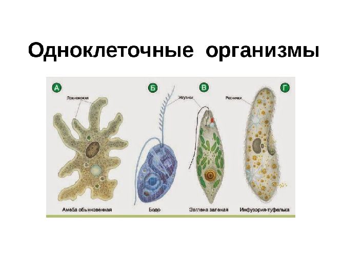 Уровни организации живой природы