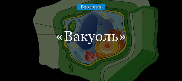 Вакуоль