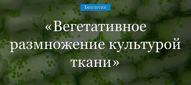 Вегетативное размножение культурой ткани