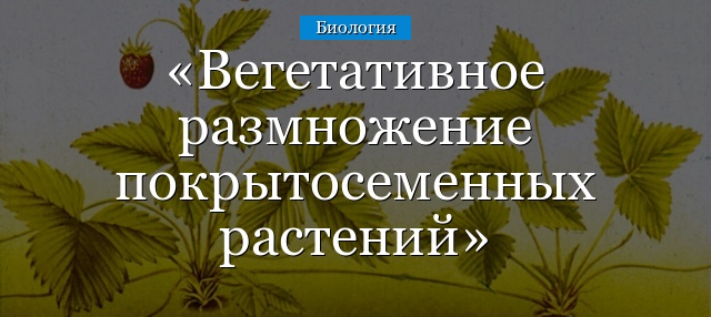 Вегетативное размножение покрытосеменных растений