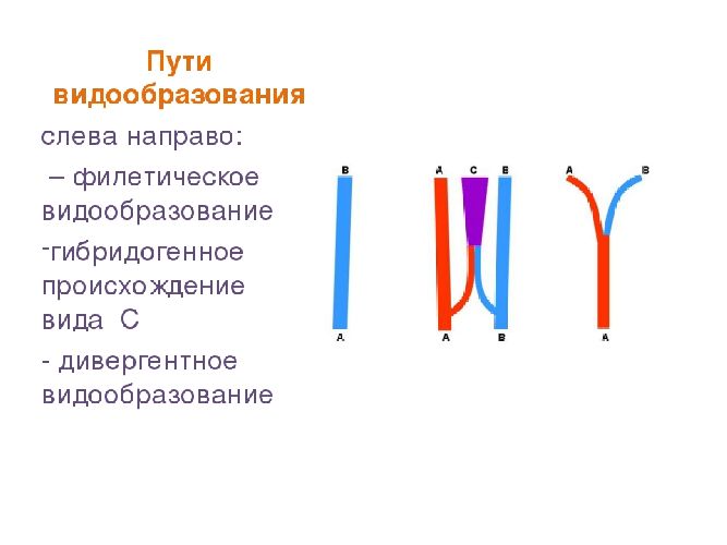 Видообразование