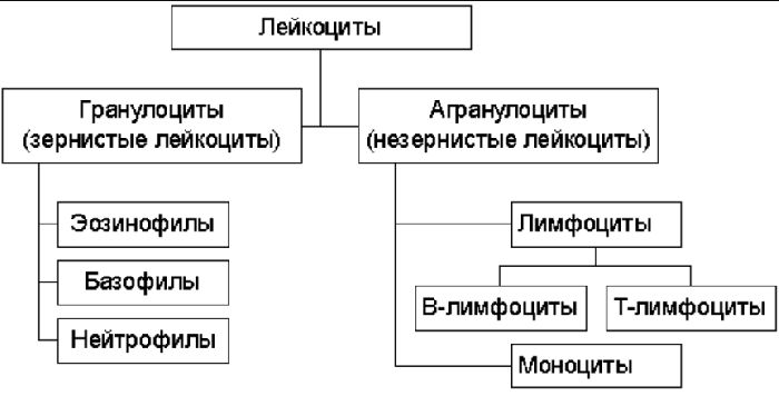 Виды иммунитета