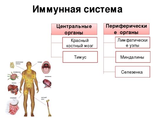 Виды иммунитета