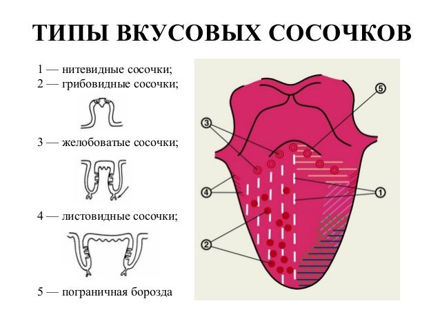 Вкус