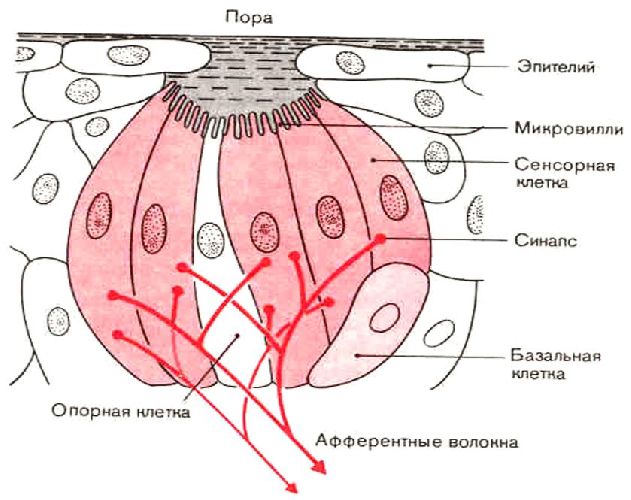 Вкус