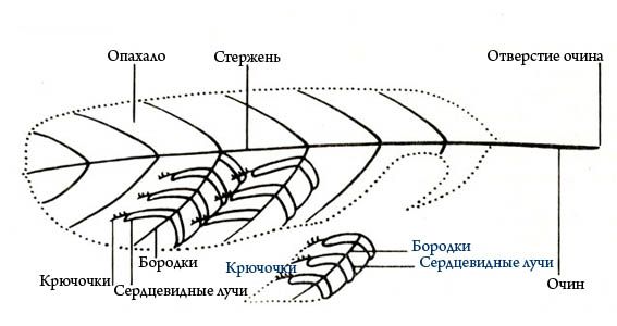 Внешнее строение птиц